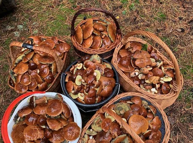 בית נופש Monti Caloroczne