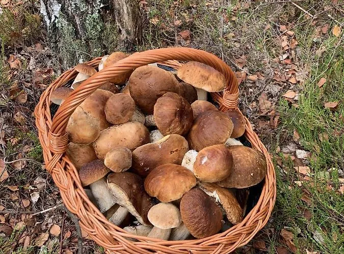 Monti Caloroczne * Mierzyn (Greater Poland)