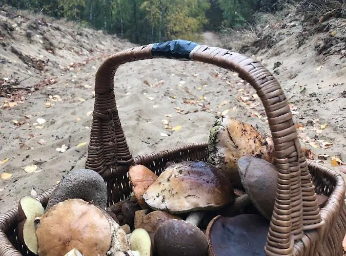 Monti Caloroczne בית נופש *